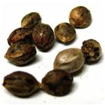 Семена марихуаны АК-47  (Seeds AK-47) в Иноземцево